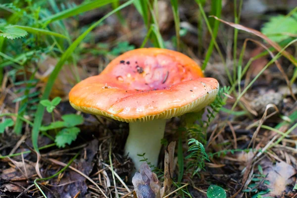 Red russula — Stock Photo, Image