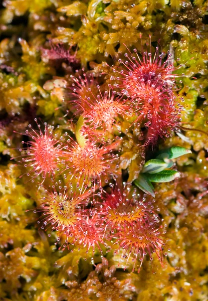 stock image Sundew