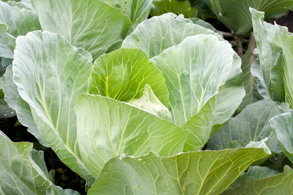 stock image Cabbage close up