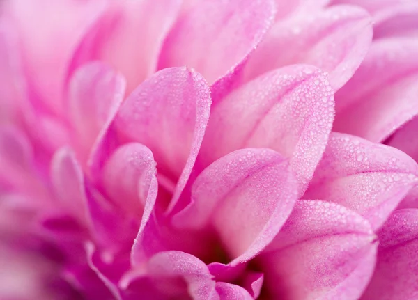 stock image Pink flower