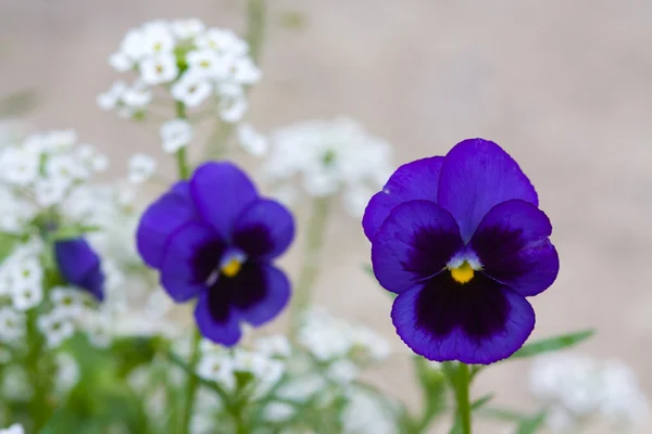 Viola e bianco — Foto Stock