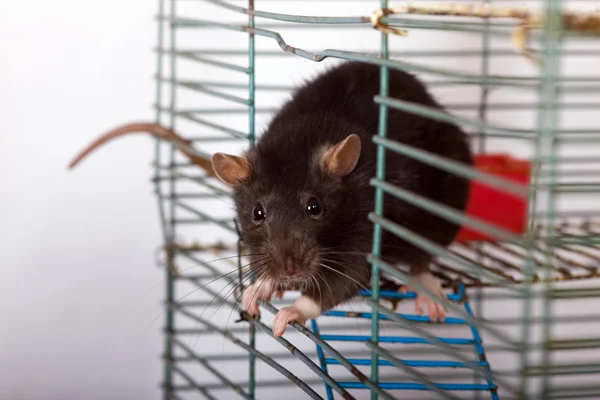 Rat i en bur — Stockfoto