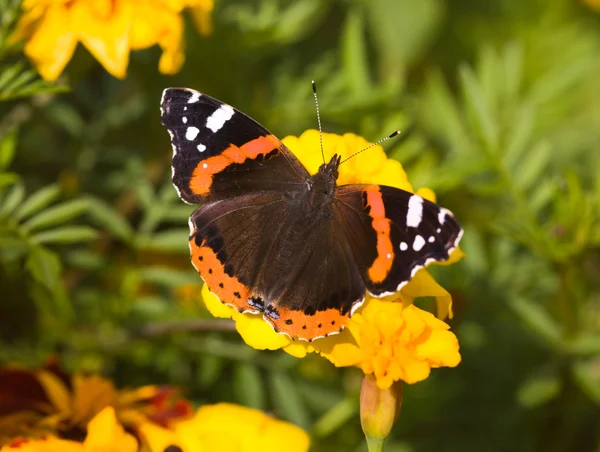 Motýl na žlutých květinách — Stock fotografie