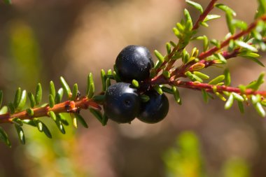 Crowberry