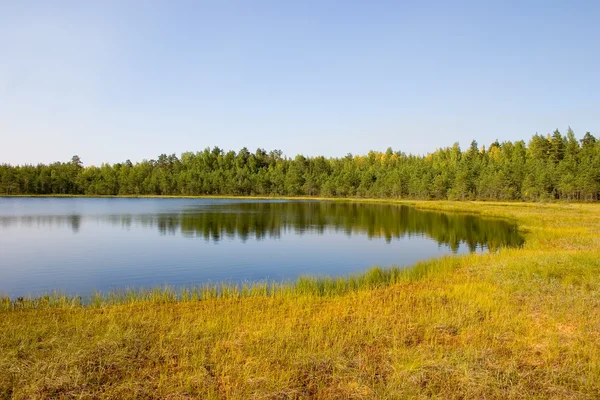 Small wood lake — Stock Photo, Image