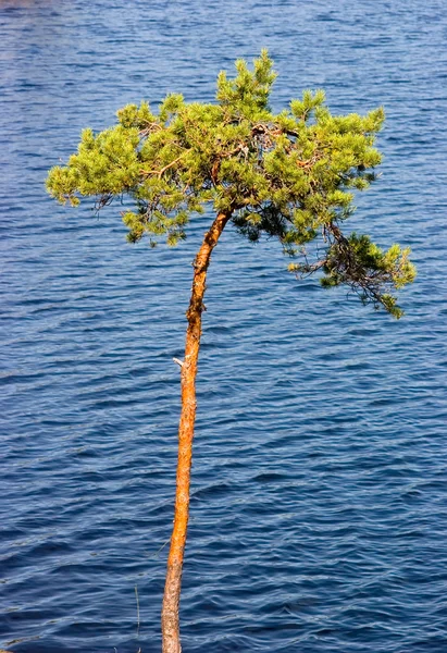 Träd ovan sjön — Stockfoto