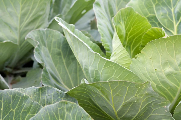 stock image Cabbage leaves