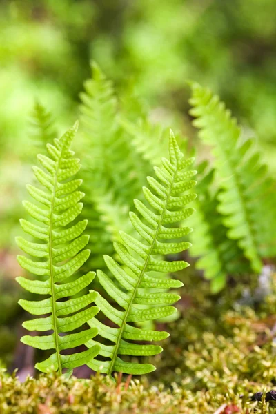 Fern in wood — Stock Photo, Image