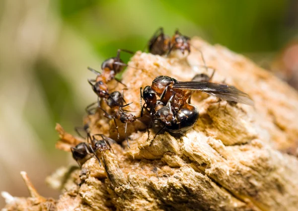 Cerro de hormigas — Foto de Stock