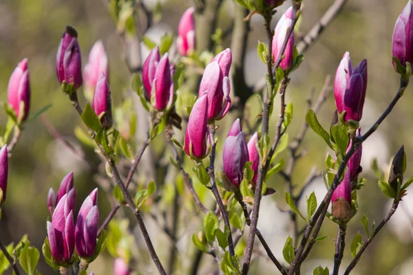 Branches of magnolia — Stock Photo, Image