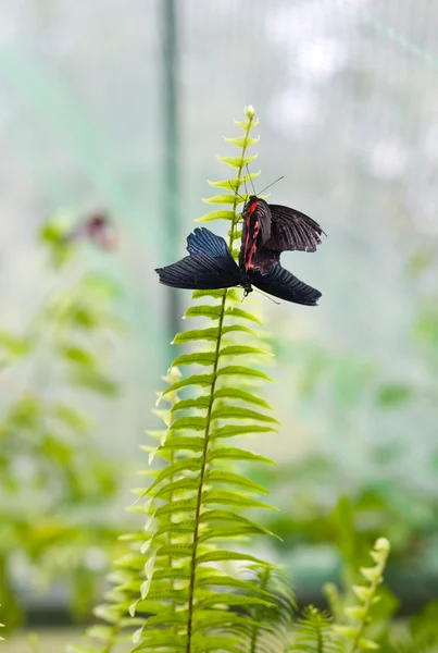 Stock image Two butterflies