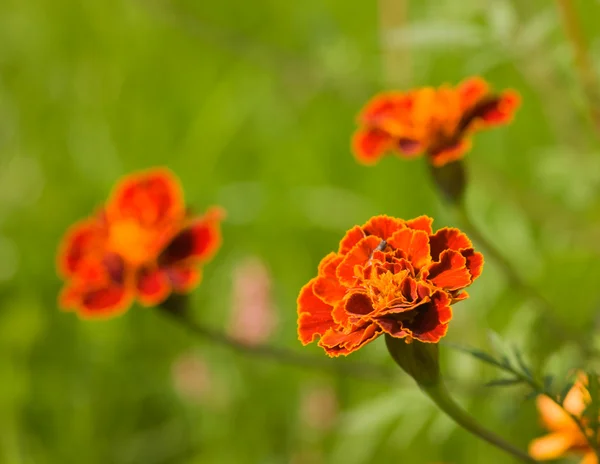 Three red marigold — Stock Photo, Image