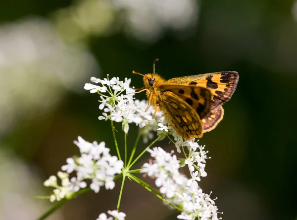 Vlinder aan een witte bloem — Stockfoto