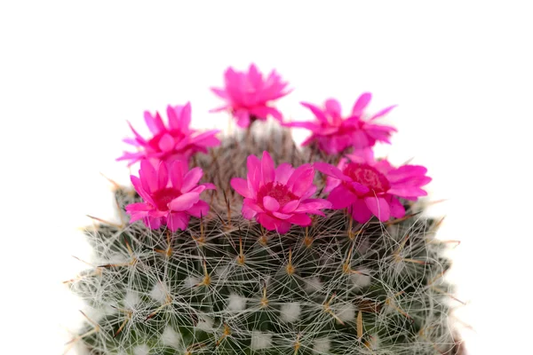 Cactus met paarse bloemen — Stockfoto