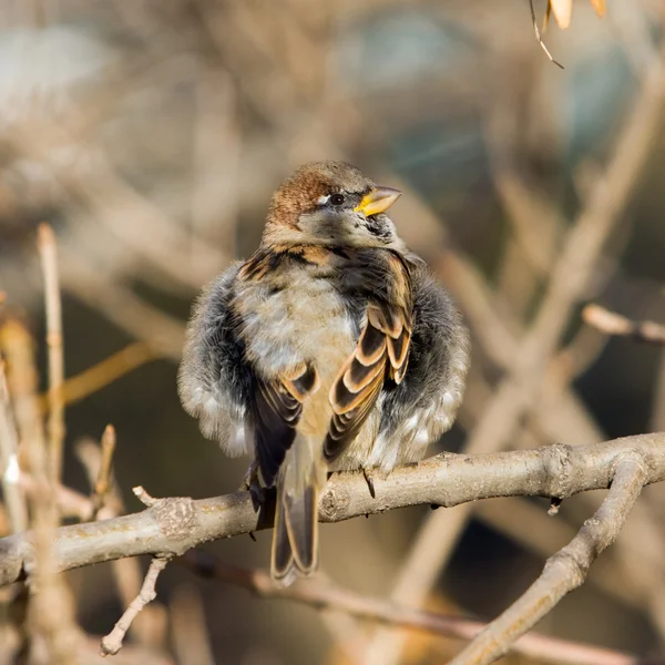 Fluffy sparrow — Stock Photo, Image