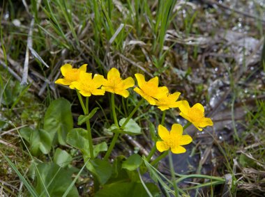 Marsh marigold yakın çekim