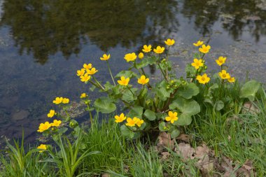 Blossoming marsh marigold clipart