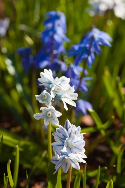 Белые и синие первоцветы — стоковое фото