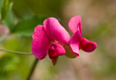 Pembe çiçek