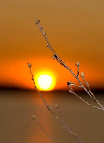Spring sunset — Stock Photo, Image