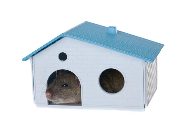 Casa para una rata — Foto de Stock