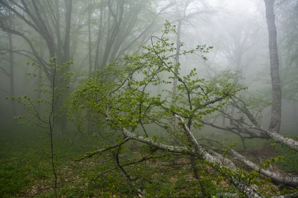 Morning fog — Stock Photo, Image