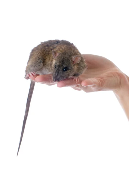Молодая крыса — стоковое фото