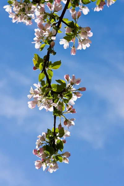 Ramo di primavera — Foto Stock