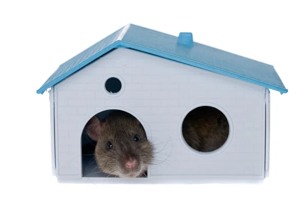 Rato em uma pequena casa — Fotografia de Stock