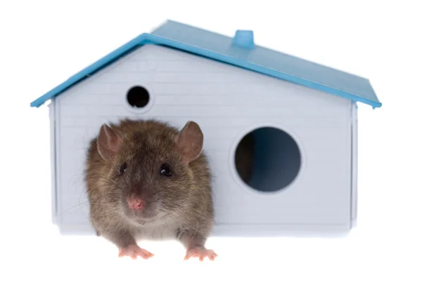 Rat in a small house — Stock Photo, Image