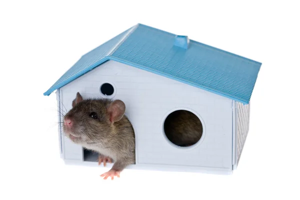 Rat in a small house — Stock Photo, Image