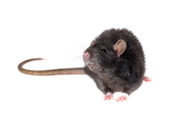 Ung råtta — Stockfoto