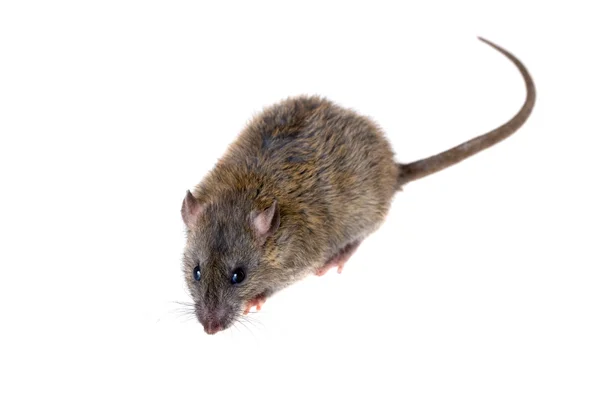 Ung råtta — Stockfoto
