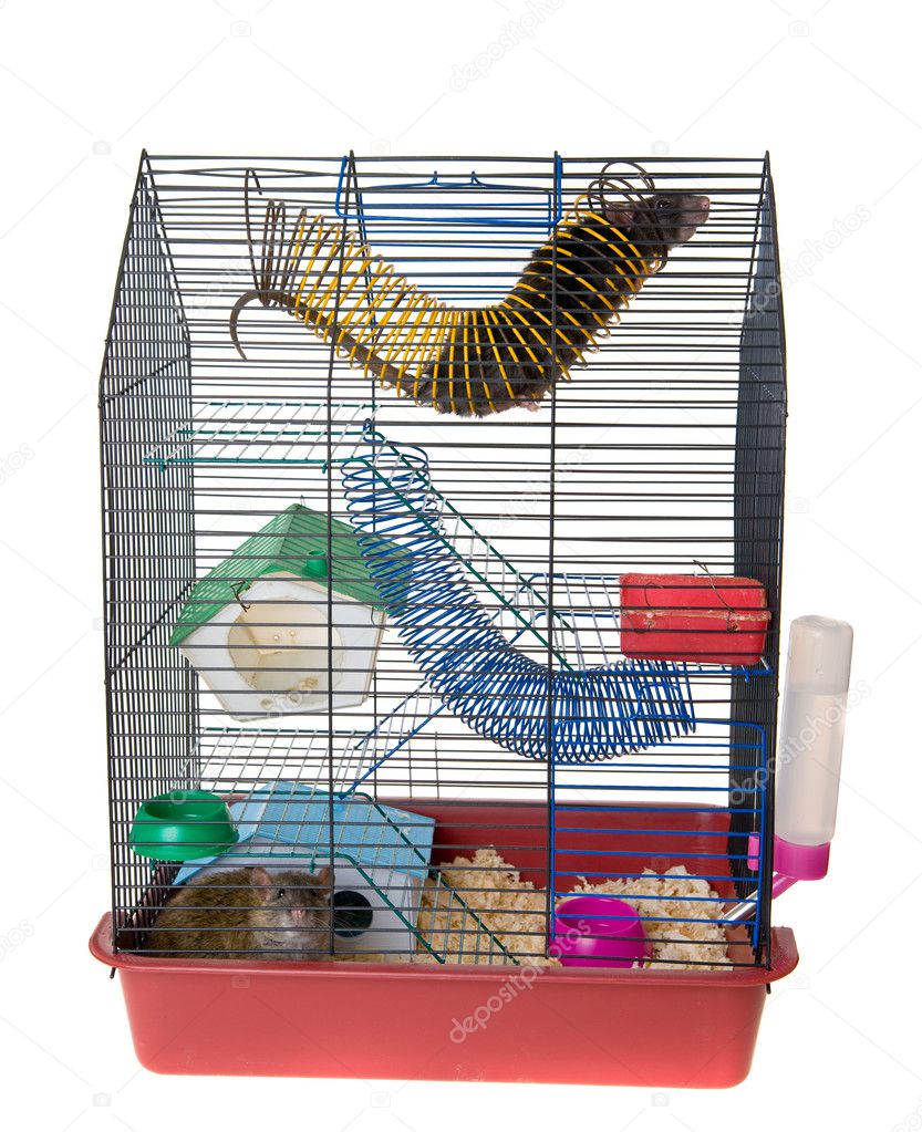 Cage with two rats