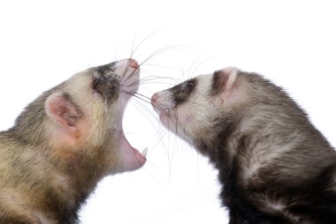 Two polecats clipart