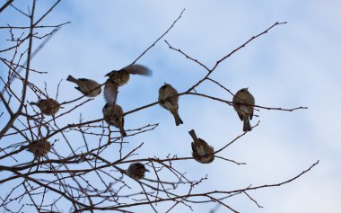 Flock of sparrows clipart