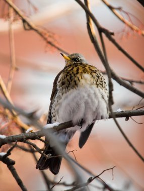 fieldfare kapat