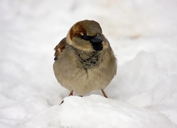 Sparrow na sněhu — Stock fotografie
