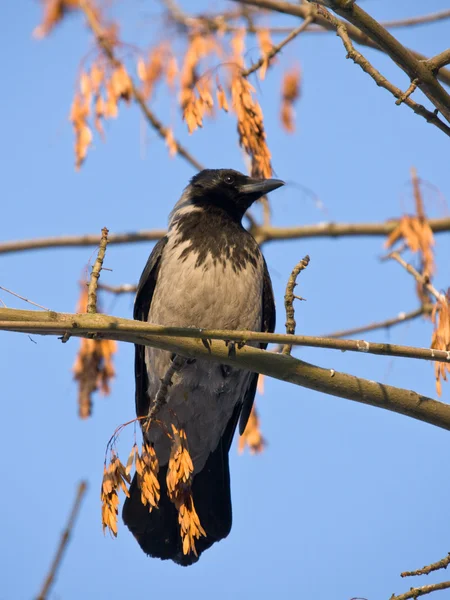 Crow on a maple branch — Stock Photo, Image