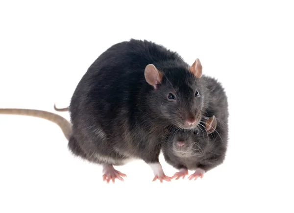 Two black rats — Stock Photo, Image