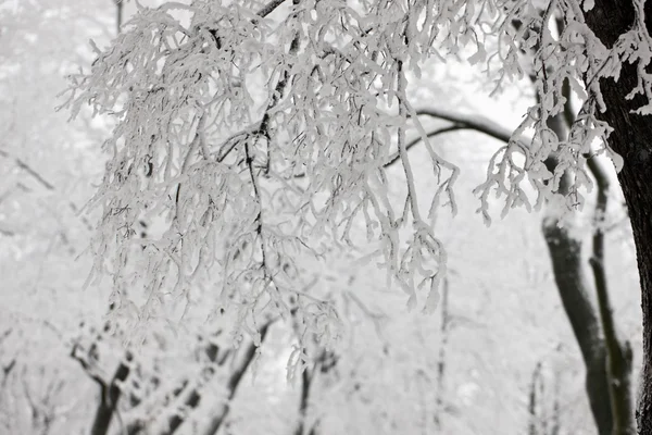 白色的季节 — 图库照片