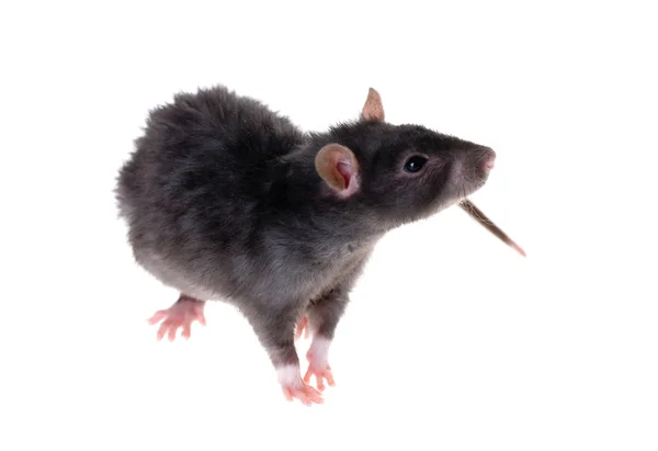 黑老鼠 — 图库照片