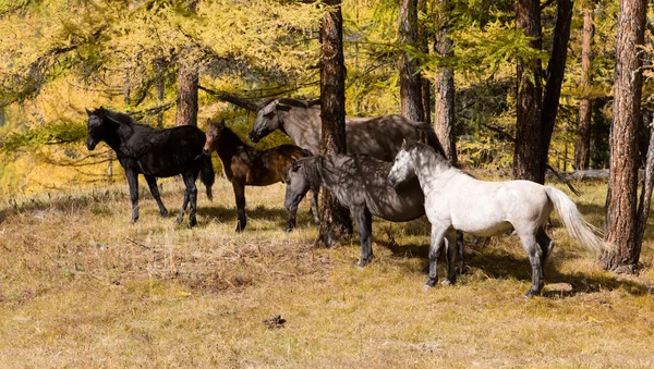 Лошади в осеннем лесу — стоковое фото