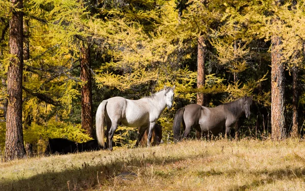 Лошади в осеннем лесу — стоковое фото