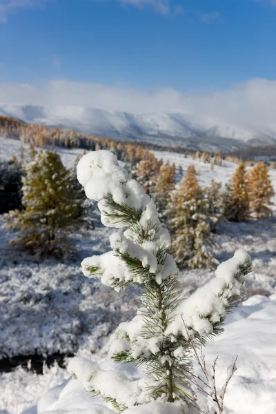 Zima pine oddział — Zdjęcie stockowe