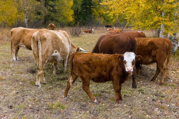 Le mucche mangiano fieno — Foto Stock