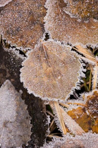 Foglie di autunno dopo un gelo — Foto Stock