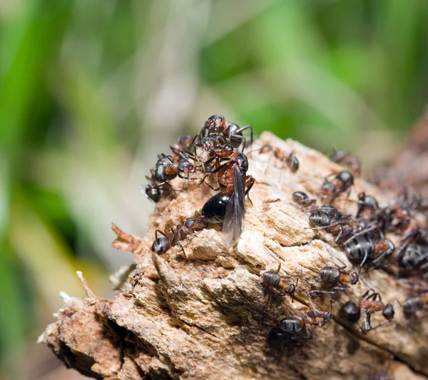 Ant hill — Stock Photo, Image
