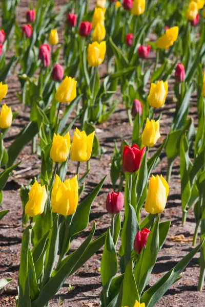 stock image Blue spring