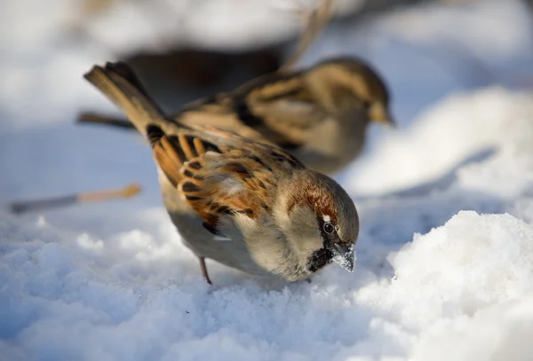 Sparrows on snow — Stock Photo, Image